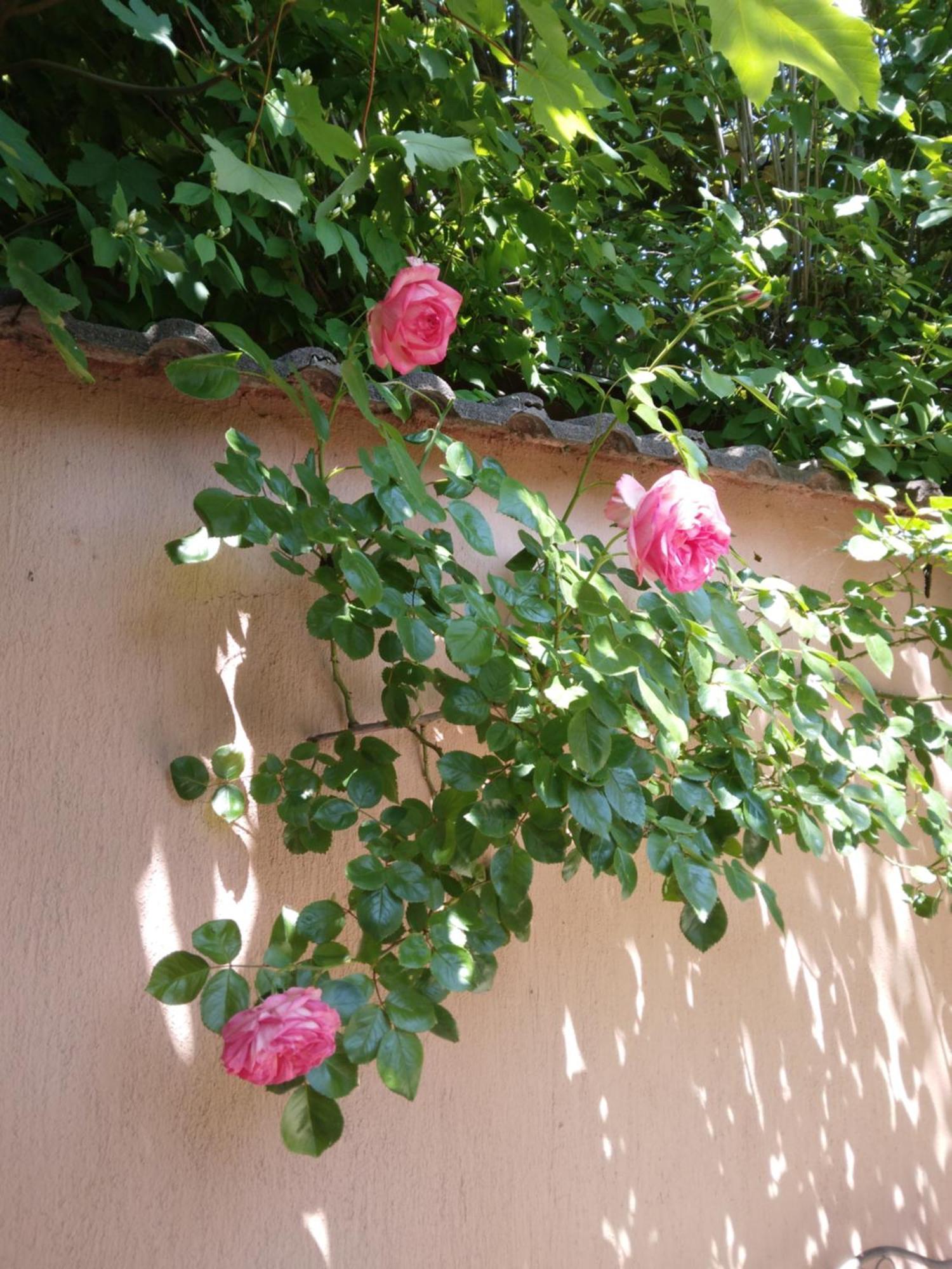 Sirály Apartman Révfülöp Kültér fotó